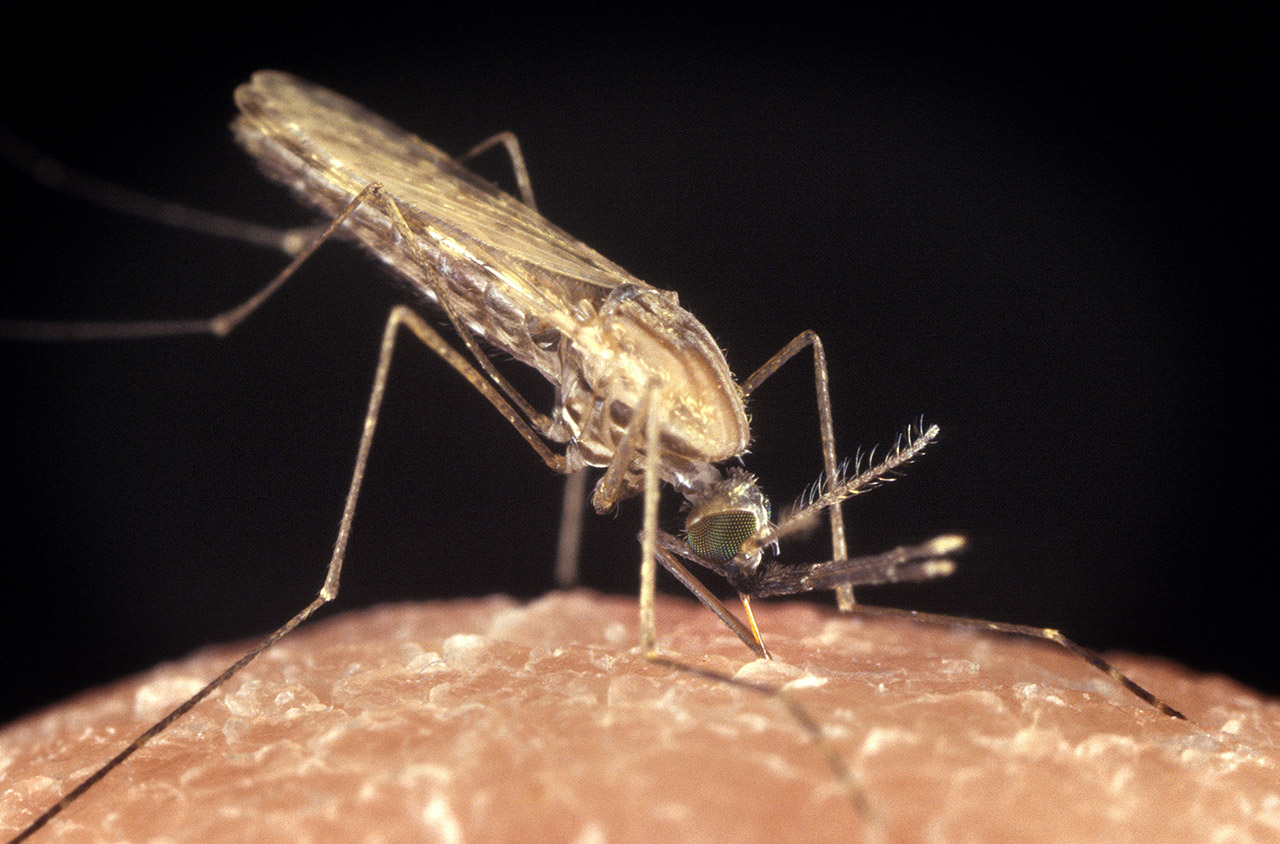 Primo trattamento antimalarico per neonati a partire da 2 kg 2