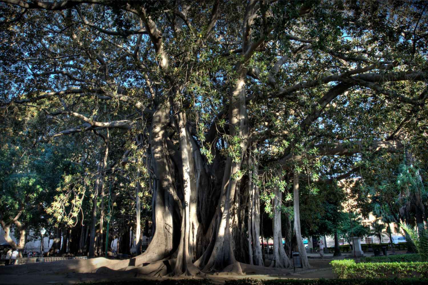 Questo è il più grande albero d'Europa che sorveglia Palermo da 160 anni. 5