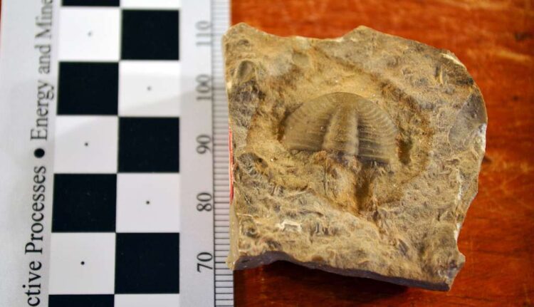Scoperti oltre 100 fossili marini di 567 milioni di anni fa 2