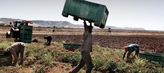 Sfruttamento Del Lavoro Dei Braccianti Agricoli, Arresti Anche Nel Salernitano 3