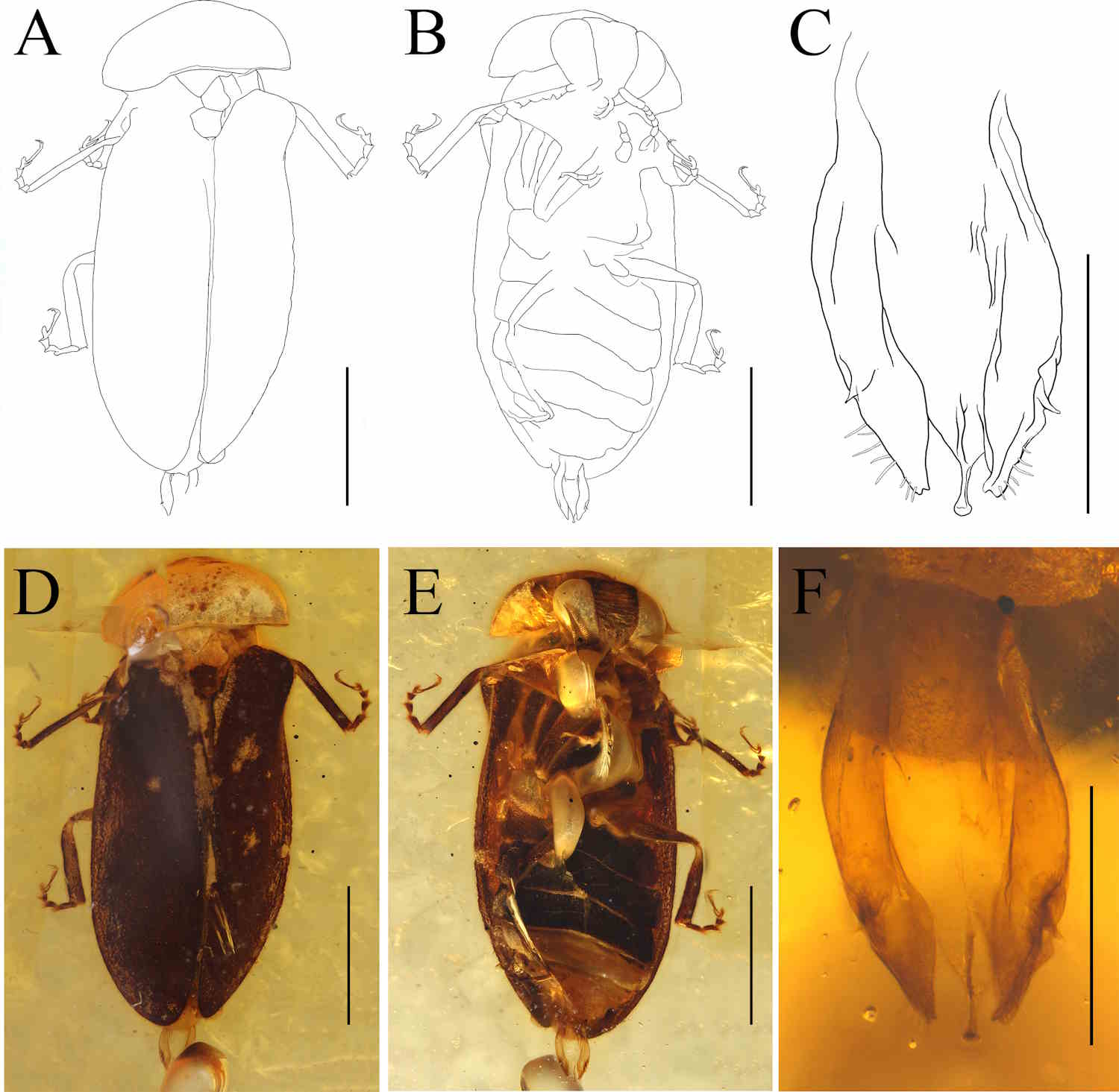 Un fossile conservato nell'ambra dimostra che le lucciole erano presenti 99 milioni di anni fa, mentre ora stanno scomparendo. 3