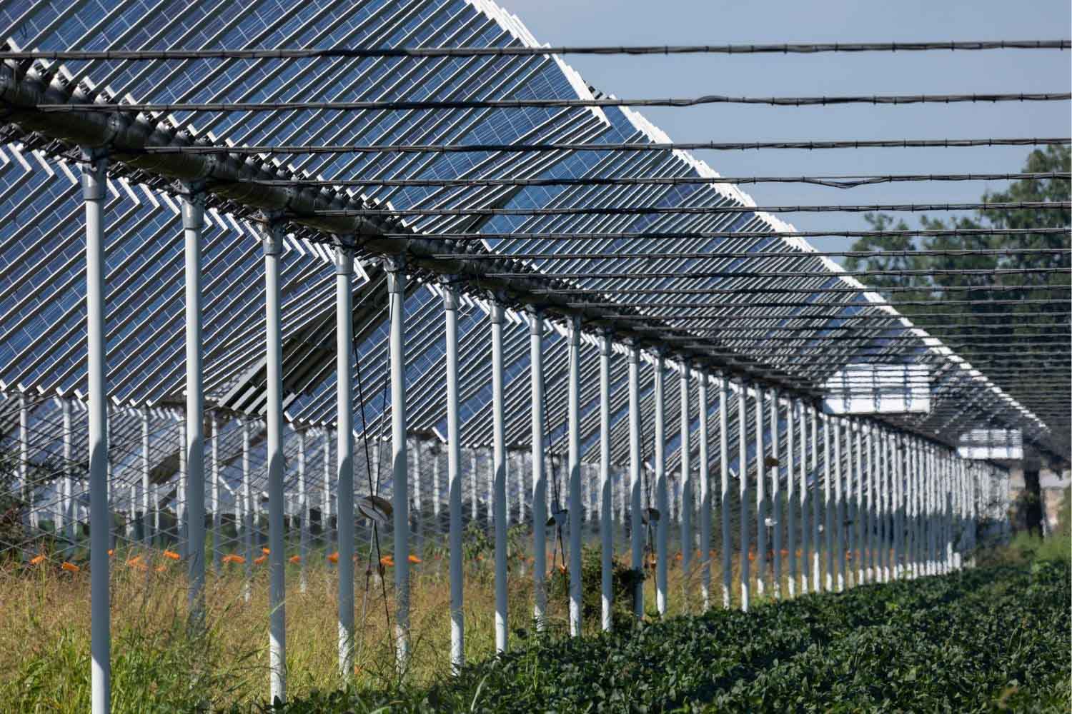 Agrivoltaico contro la siccità: in Spagna uva e olive sopravvivono alle alte temperature grazie ai pannelli fotovoltaici. 3