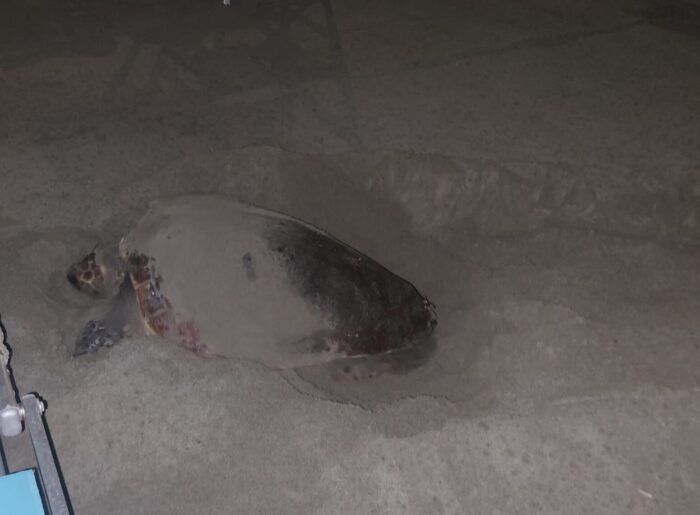 Castellabate, Primo Nido Stagionale Di “Caretta Caretta” 3