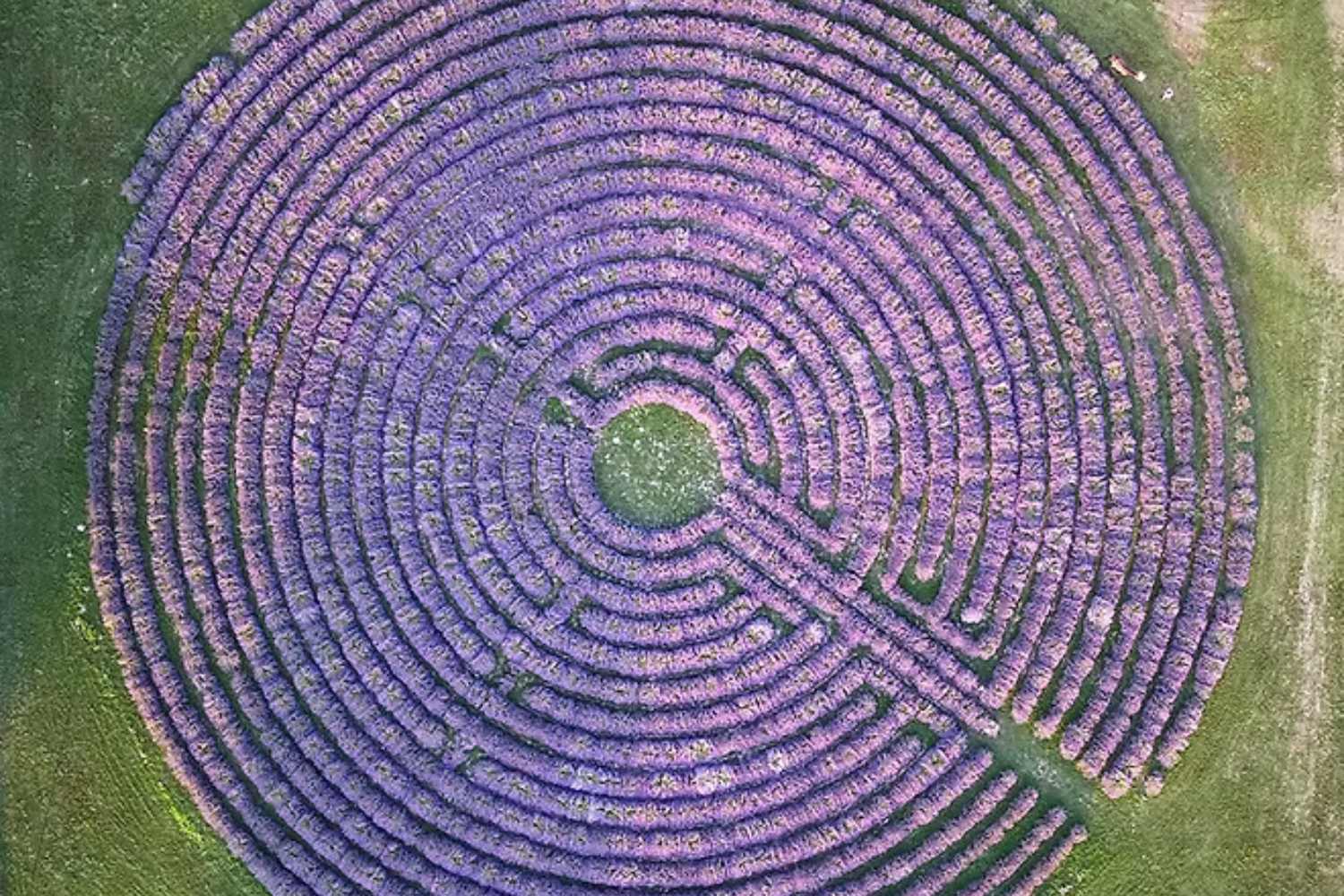 Fioritura della lavanda: le manifestazioni e le località più suggestive da esplorare in Italia nei prossimi fine settimana. 7
