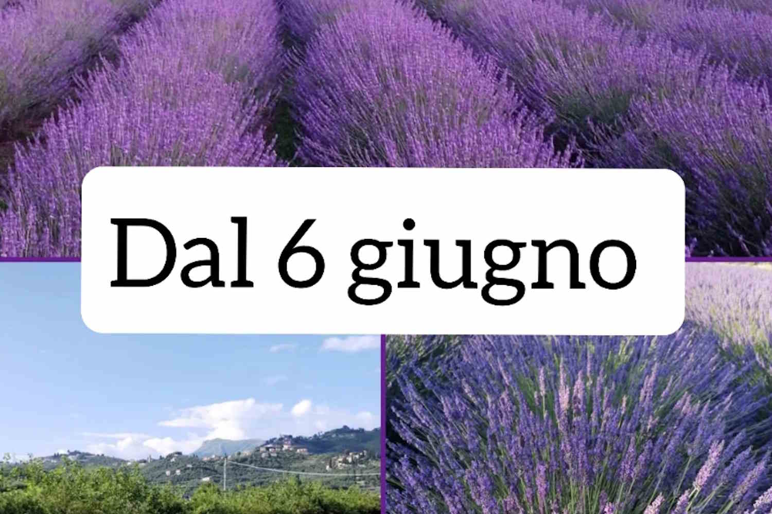 Fioritura della lavanda: le manifestazioni e le località più suggestive da esplorare in Italia nei prossimi fine settimana. 11