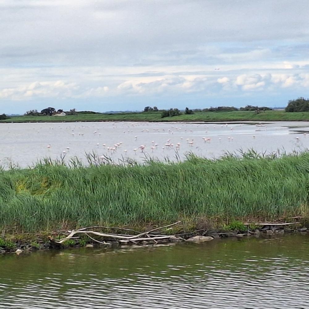 Ho visitato Comacchio, la "piccola Venezia" dell'Emilia, e desidero condividere un'esperienza imperdibile immersi tra i fenicotteri. 33