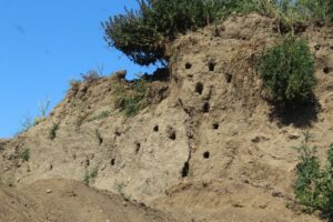 I Gruccioni Svelano Una Discarica Abusiva, Sequestrata Area Ad Eboli 8 I Gruccioni Svelano Una Discarica Abusiva, Sequestrata Area Ad Eboli 7