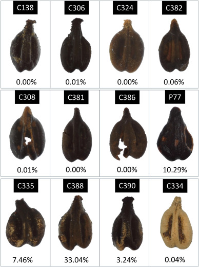Il DNA di semi d'uva antichi rivela il Chianti di duemila anni fa (che non era di colore rosso) 8 Il DNA di semi d'uva antichi rivela il Chianti di duemila anni fa (che non era di colore rosso) 7