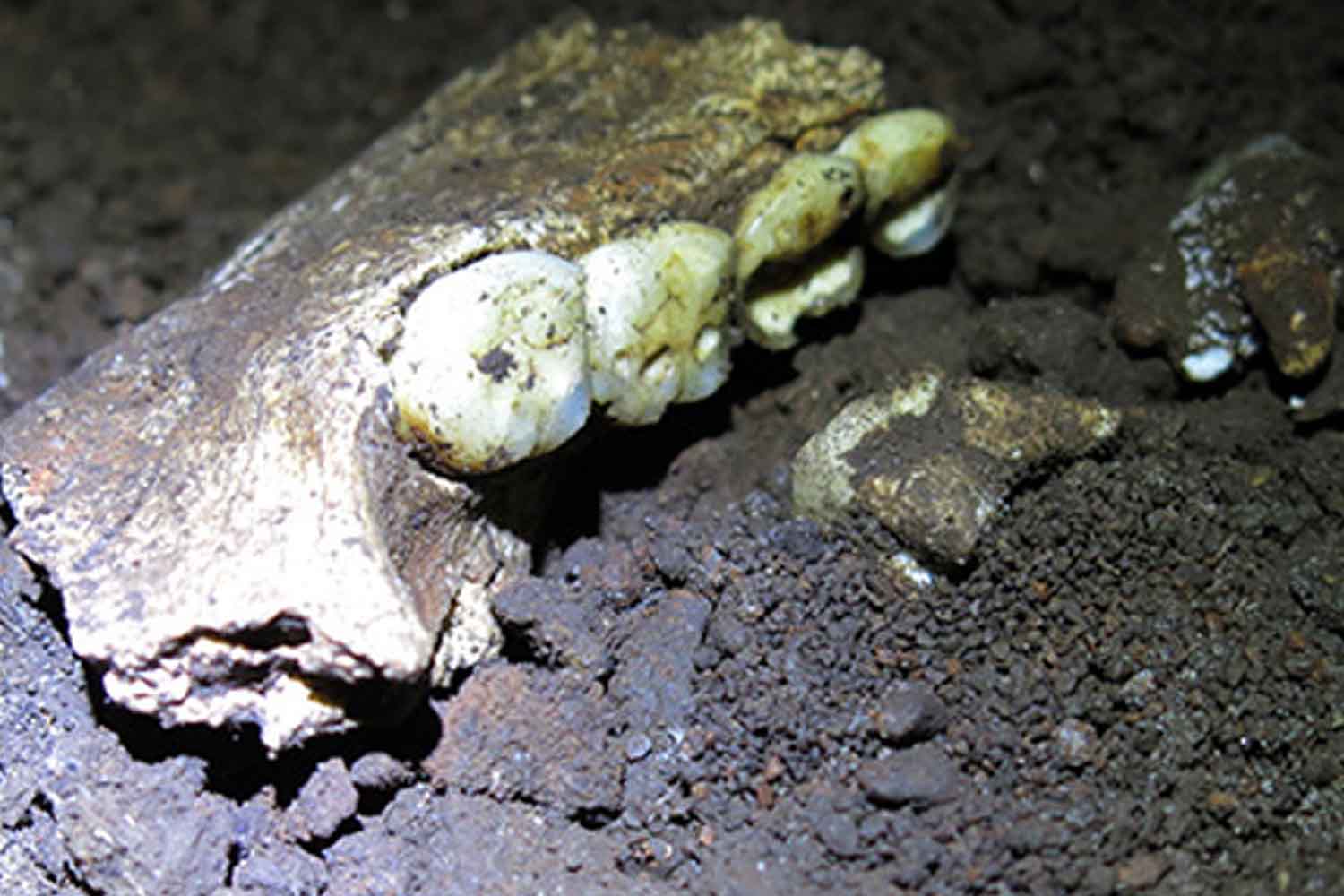 Il mistero degli scheletri di Homo Naledi: perché nella culla dell'umanità sono presenti solo resti femminili? 7