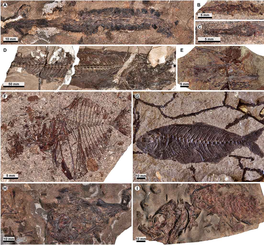 Ritrovato un "acquario fossilizzato" che rivela la vita marina 62 milioni di anni fa, dopo l'estinzione dei dinosauri. 3