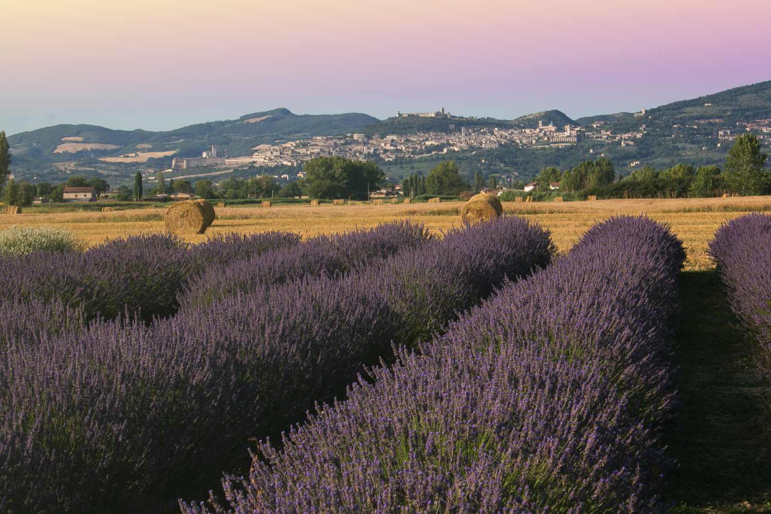 Un campo di lavanda nei pressi di Assisi ricorda i paesaggi della Provenza. 7