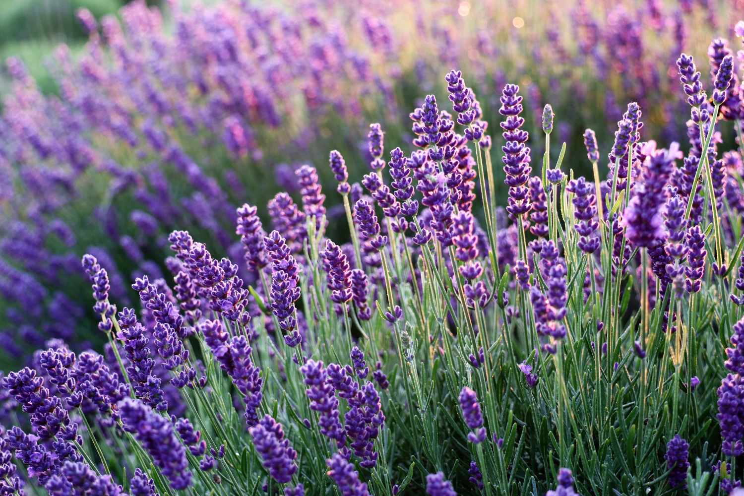 Un campo di lavanda nei pressi di Assisi ricorda i paesaggi della Provenza. 5
