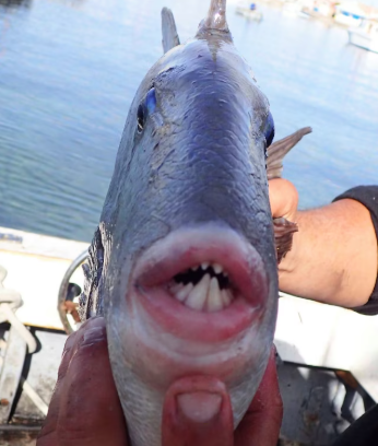 Bagnanti Morsi Nel Mare Del Cilento, Pesce Balestra O Barracuda Tra Le Ipotesi 4 Bagnanti Morsi Nel Mare Del Cilento, Pesce Balestra O Barracuda Tra Le Ipotesi 3