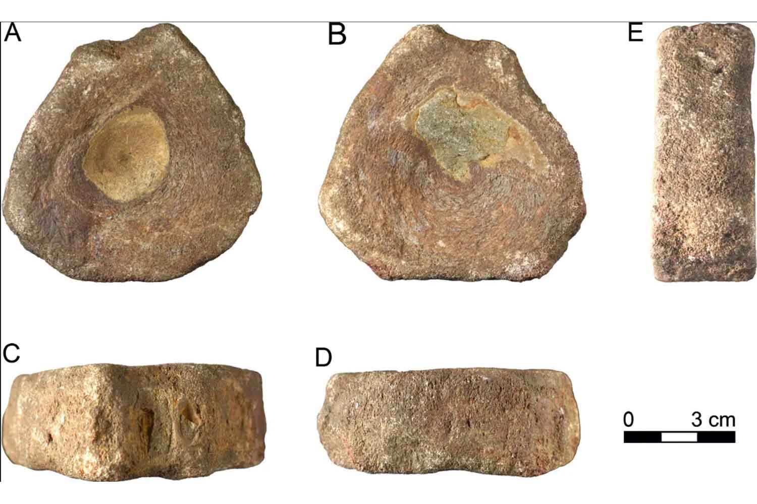 Gli antichi romani raccoglievano già "creature marine" e resti di dinosauri. 3