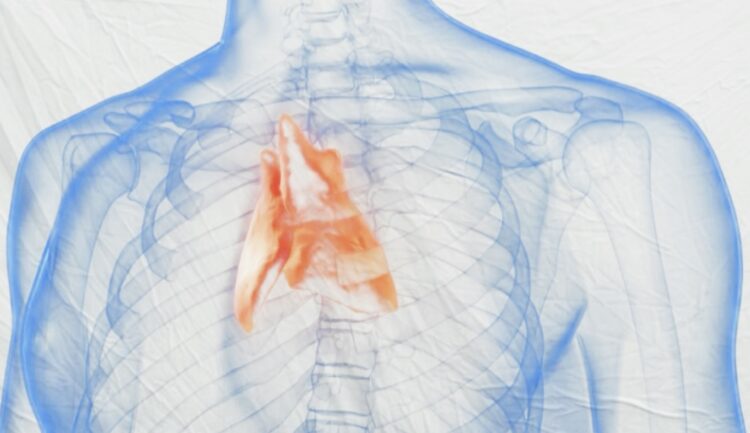 Il timo, piccolo organo che protegge il sistema immunitario 2