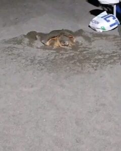 Nuova Nidificazione Di Caretta Caretta A Vietri Sul Mare 8 Nuova Nidificazione Di Caretta Caretta A Vietri Sul Mare 7