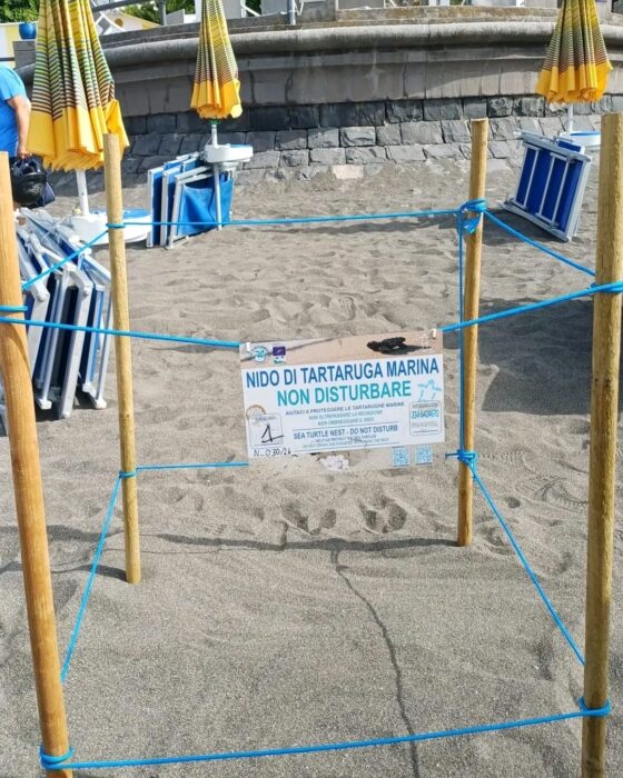 Nuova Nidificazione Di Caretta Caretta A Vietri Sul Mare 6 Nuova Nidificazione Di Caretta Caretta A Vietri Sul Mare 5
