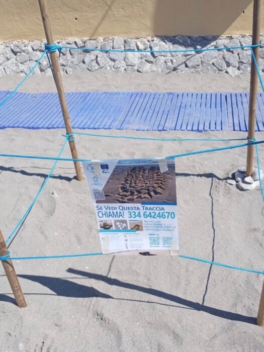 Vietri Sul Mare, C’E’ Un Nido Di Caretta Caretta 5